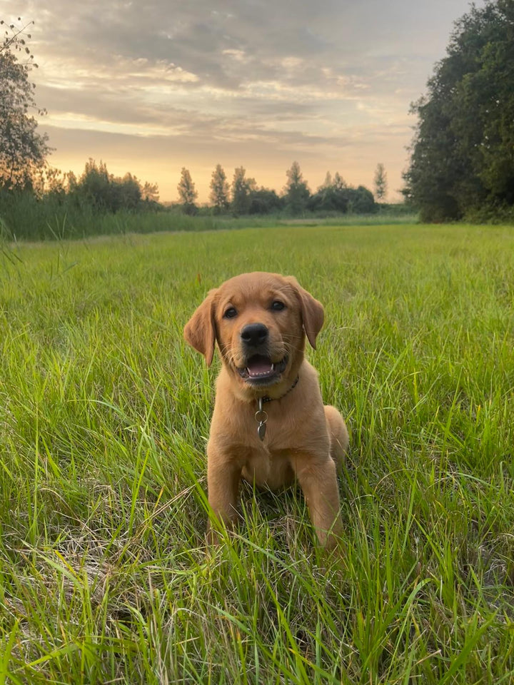 Welk voer is het beste voor mijn hond?