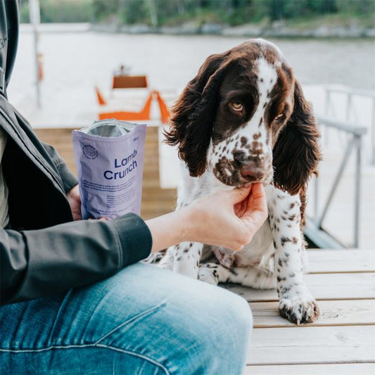 BUDDY - Crunchy Snack Lamb with Cranberries