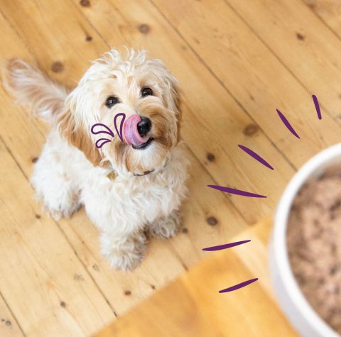 Edgard & Cooper - Multipack Dog 6x100g Chicken/Turkey, Lamb/Beef, Game/Duck