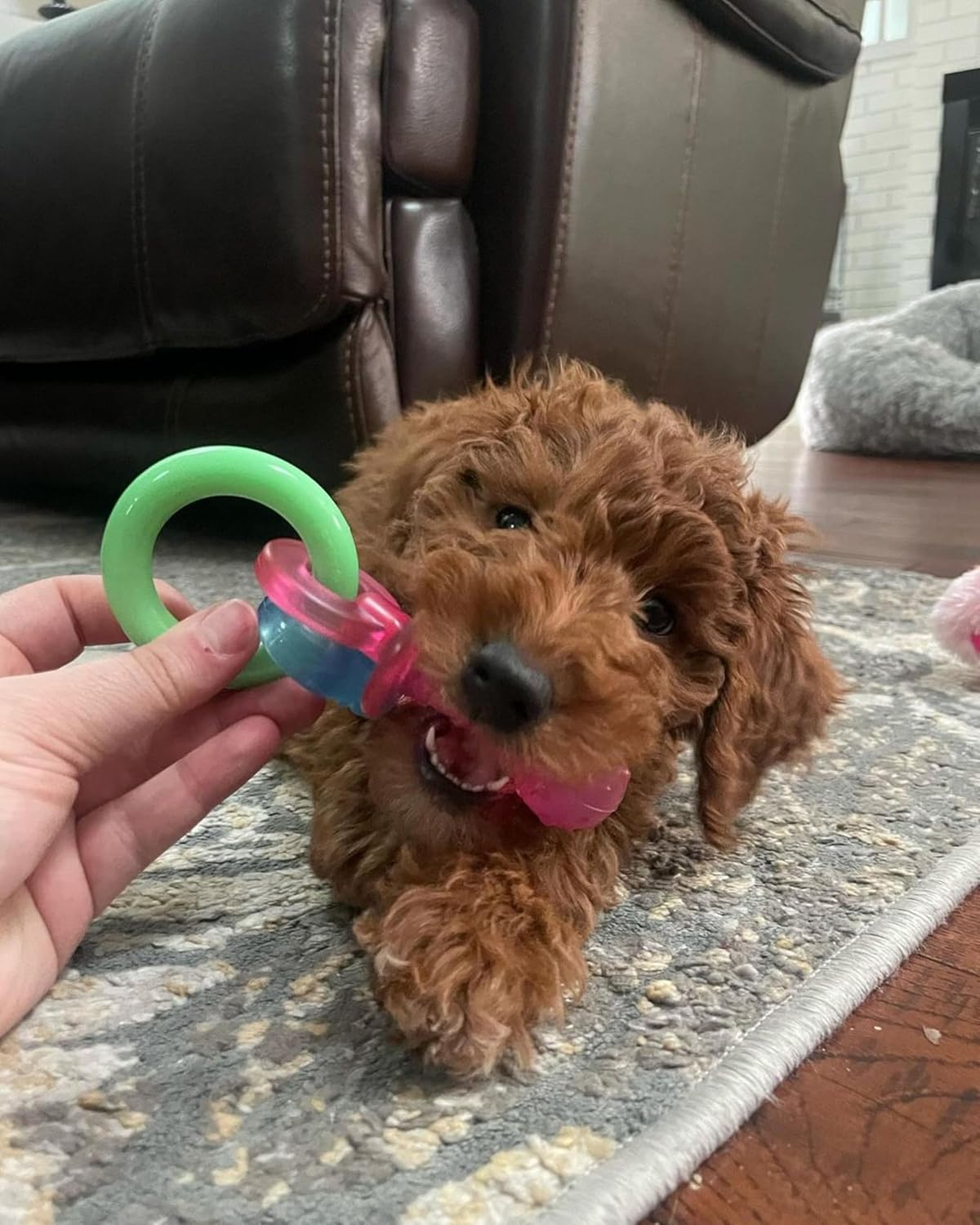 Nylabone Puppy Chew Bijtring Speen/Bot Bacon