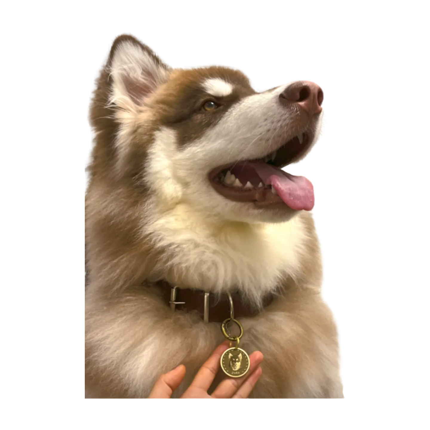 Gepersonaliseerde Hondenpenning voor Huisdieren