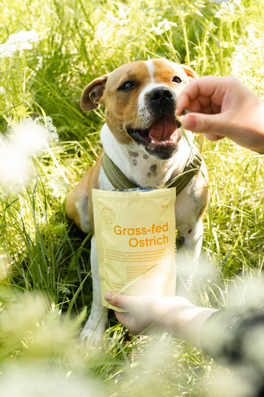 BUDDY - Semi-Moist Snack Ostrich with Blackberries