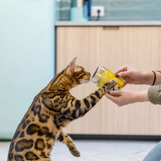 Little Big Paw - Gourmet Chicken Mousse