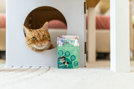 Little Big Paw - Gourmet Ocean Fish Mousse