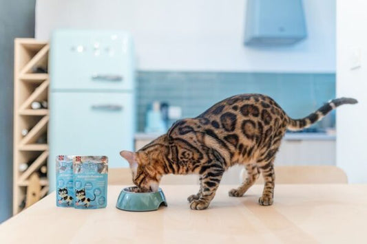 Little Big Paw - Gourmet Salmon Mousse