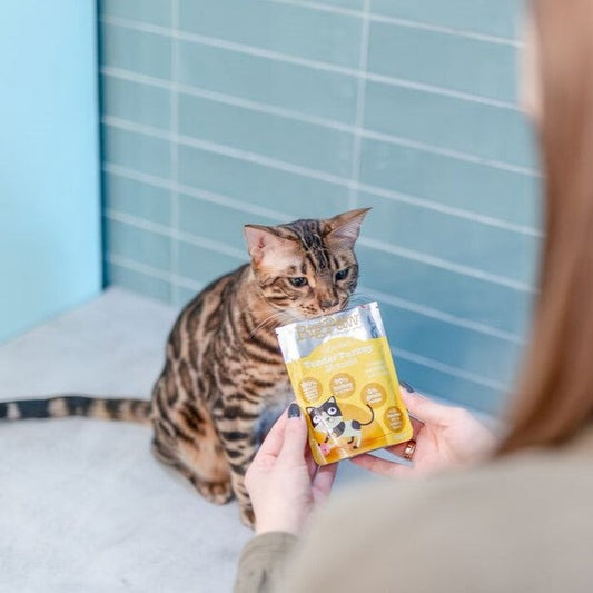 Little Big Paw - Kittens Gourmet Turkey Mousse