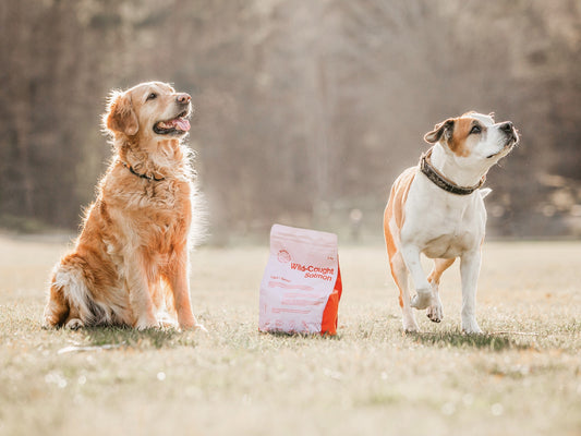 BUDDY - Wild Caught Salmon