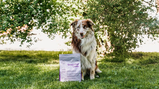 BUDDY - Grass-Fed Lamb