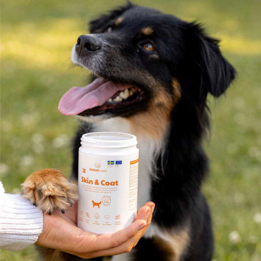 BUDDY - Care Skin & Coat