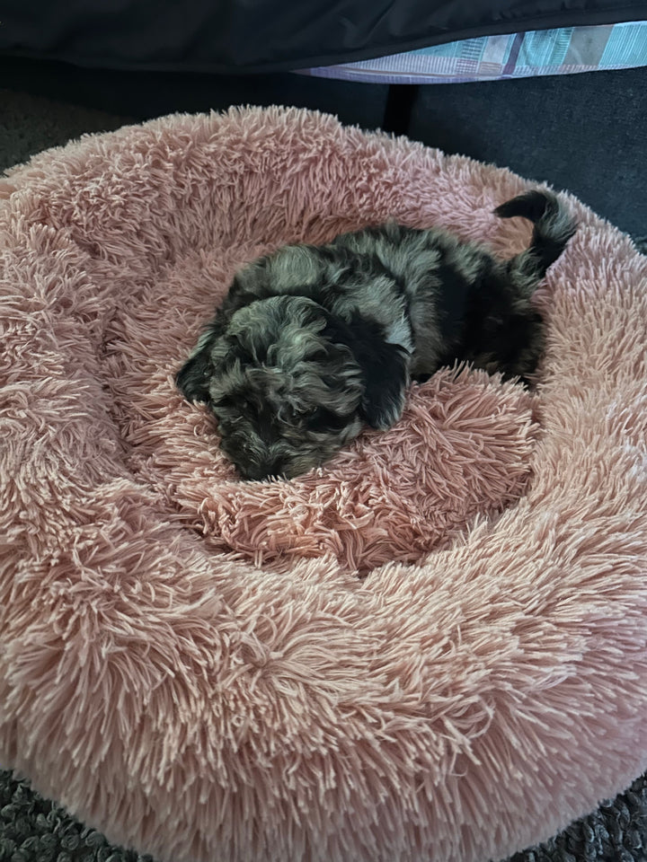 Hoe maak ik mijn puppy zindelijk?