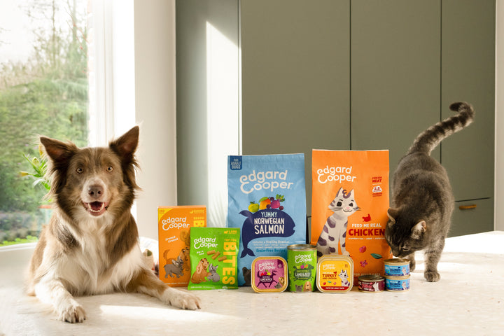 Welke snack is het beste voor jouw hond?