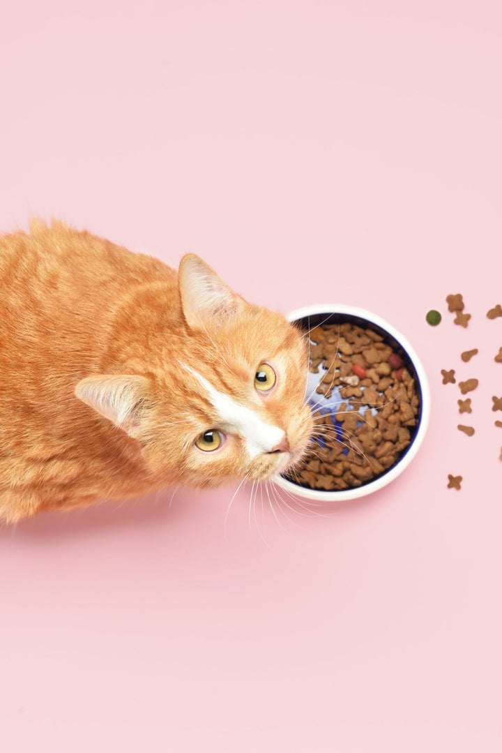 Welk voer moet ik mijn kat geven?