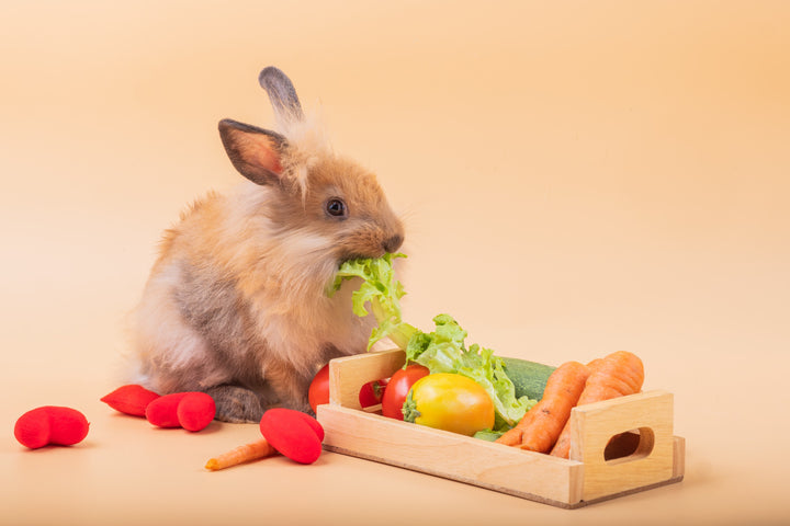 Wat mag een konijn voor groente en fruit eten?