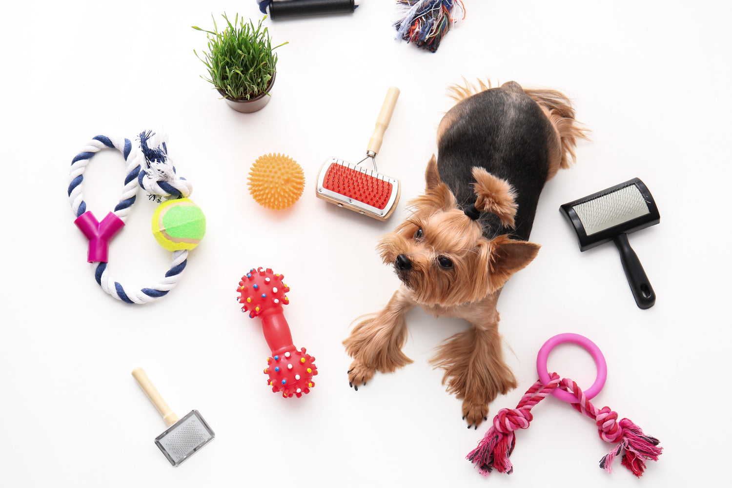 Honden verzorging