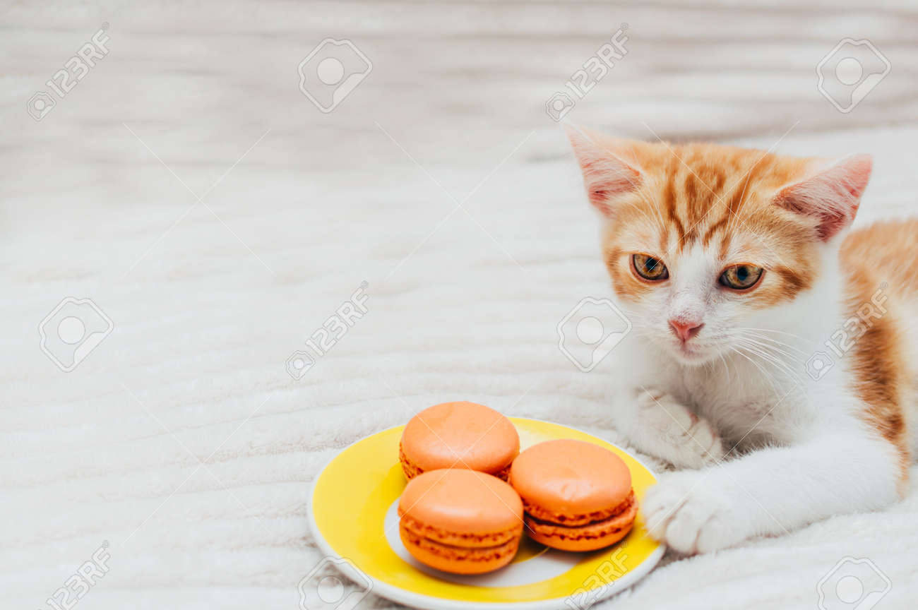 Kattensnacks