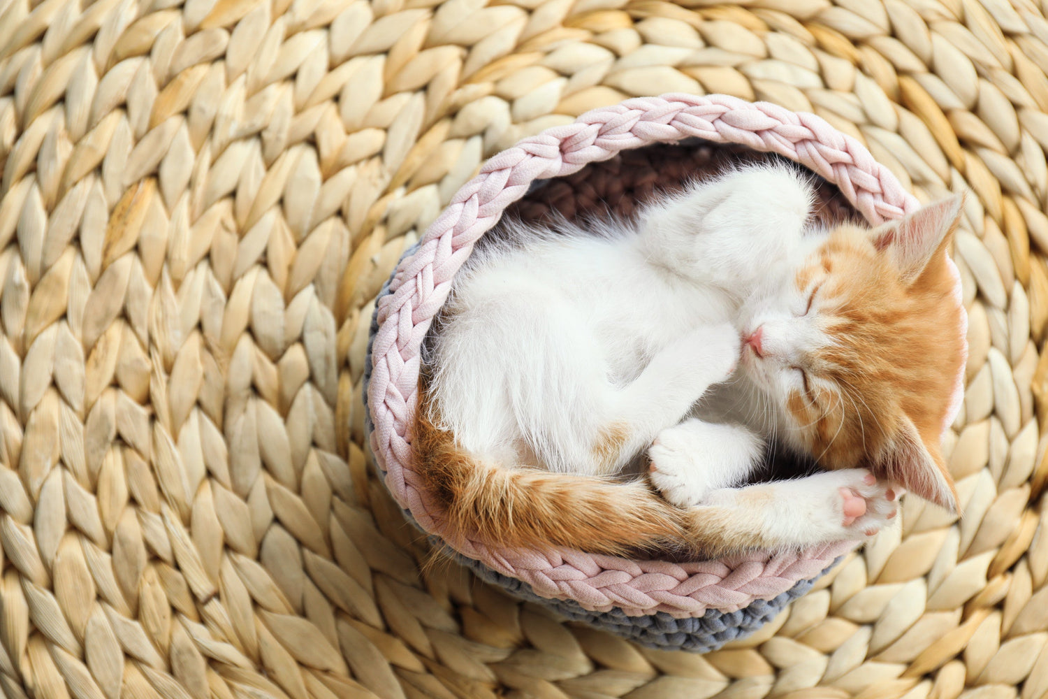 Kittens