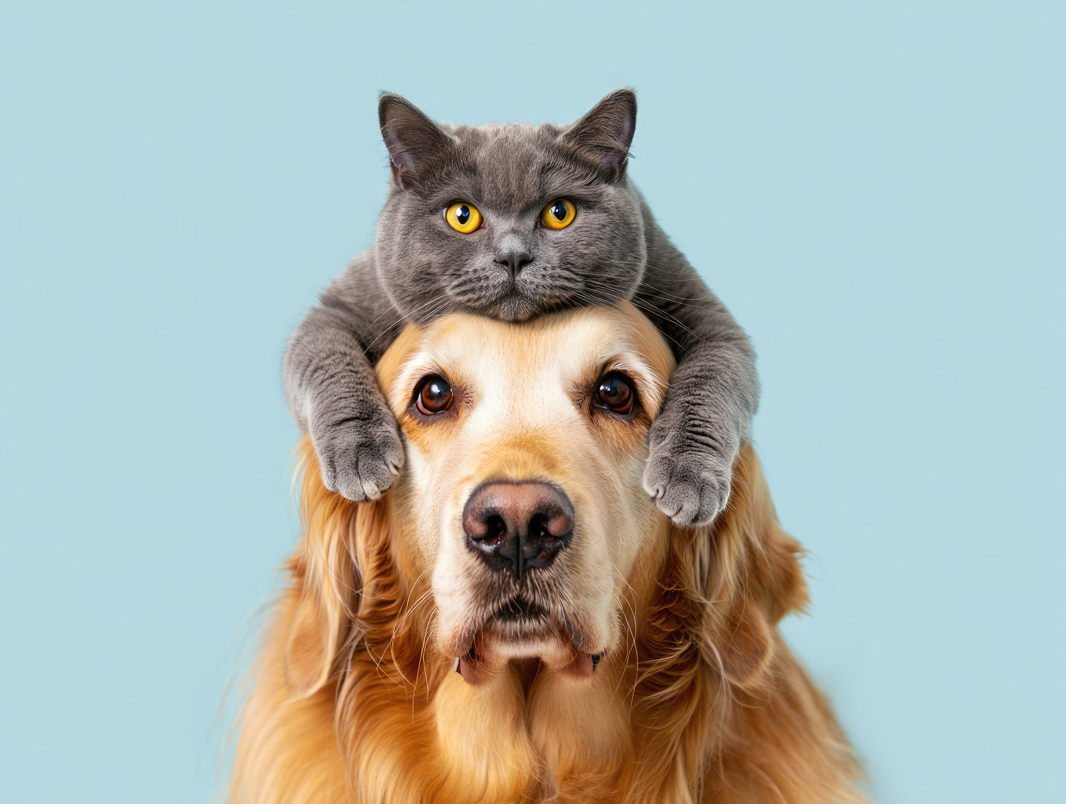 Accessoires voor Honden en katten