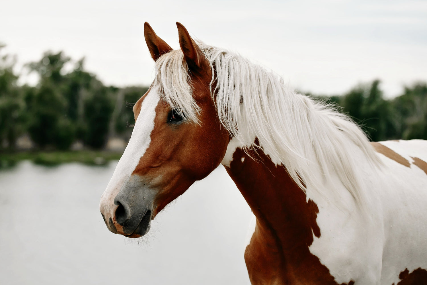 Paarden apotheek