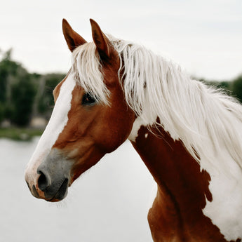 Paarden apotheek