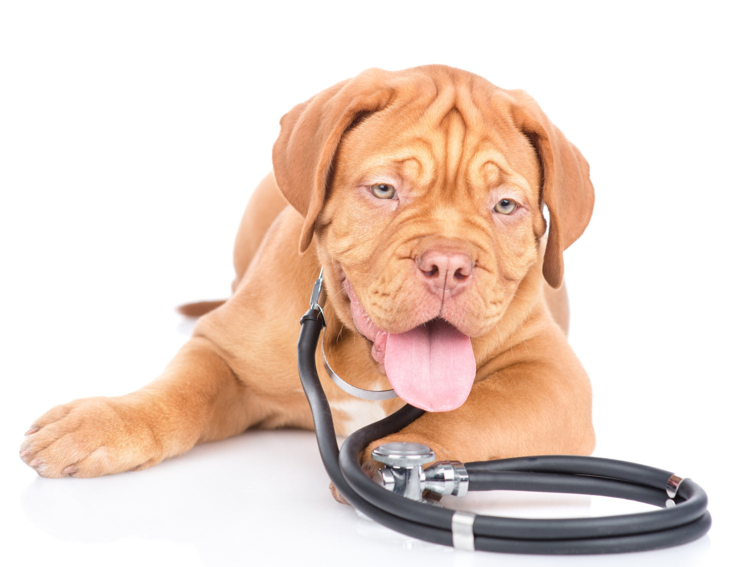 Honden apotheek