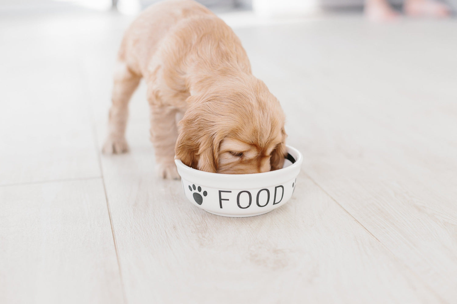 Honden Voeding