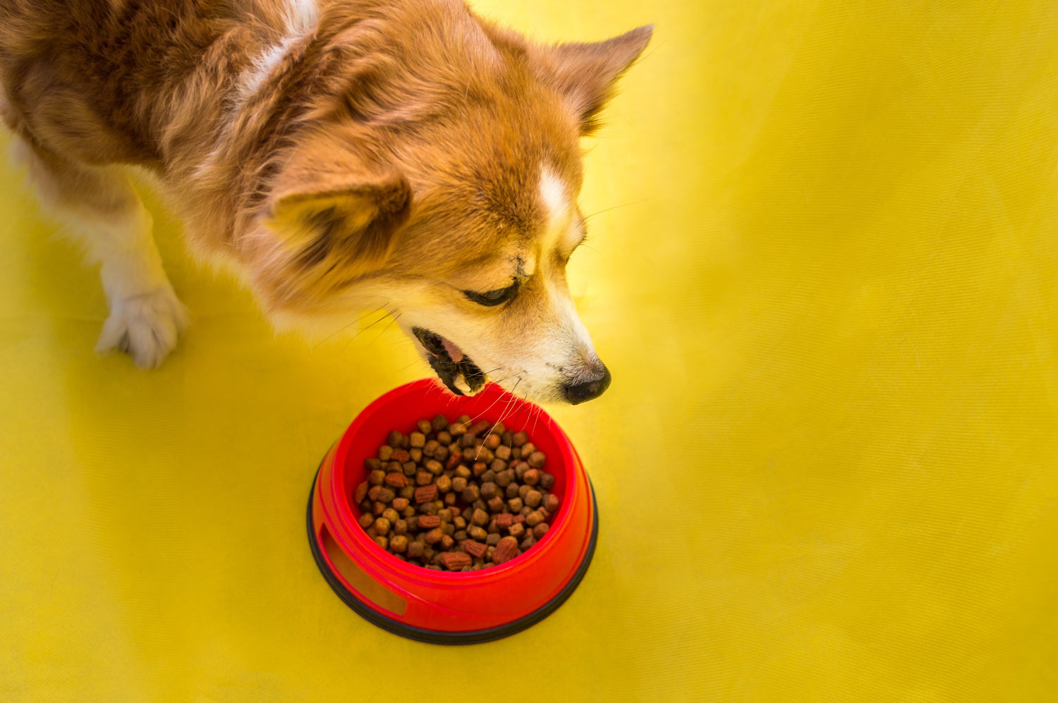 Honden brokken