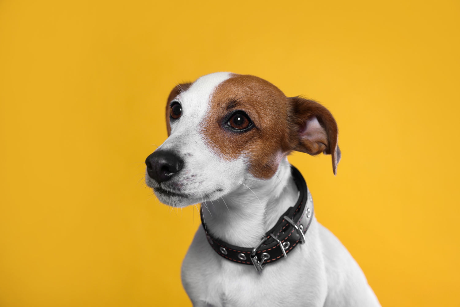 Honden Halsbanden en tuigjes