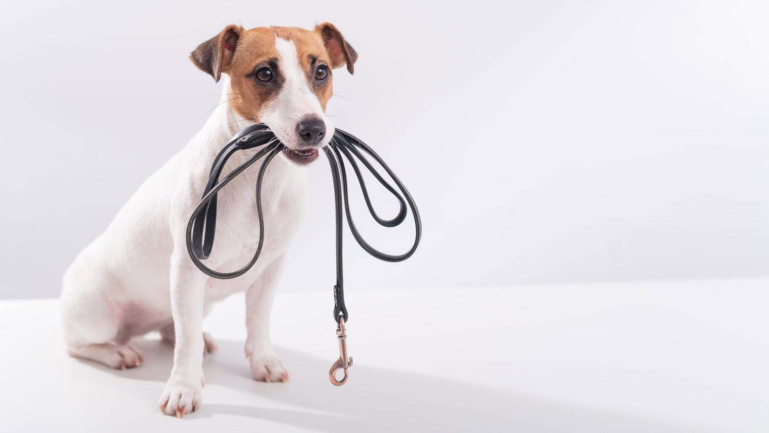 honden riemen