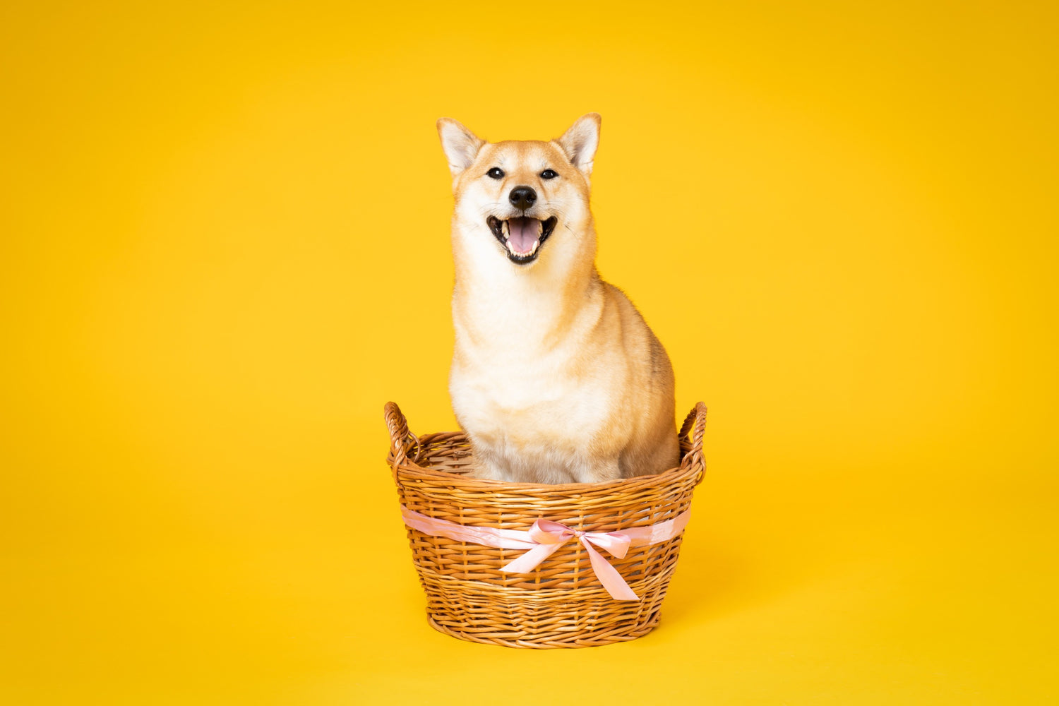 Honden manden