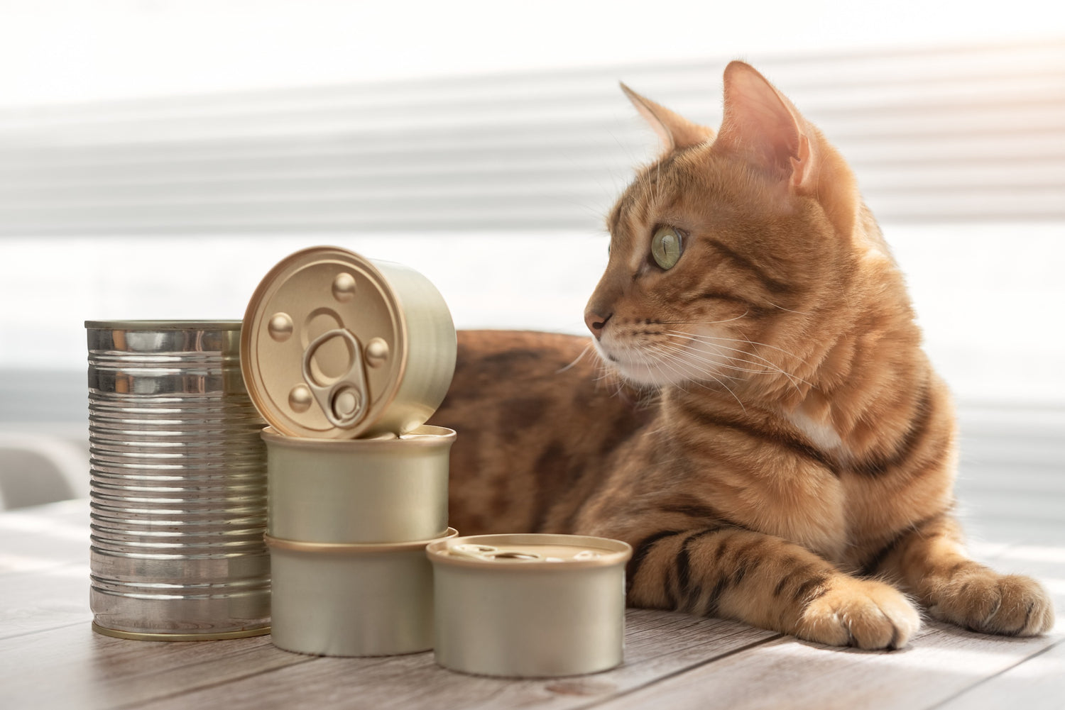 Katten natvoer