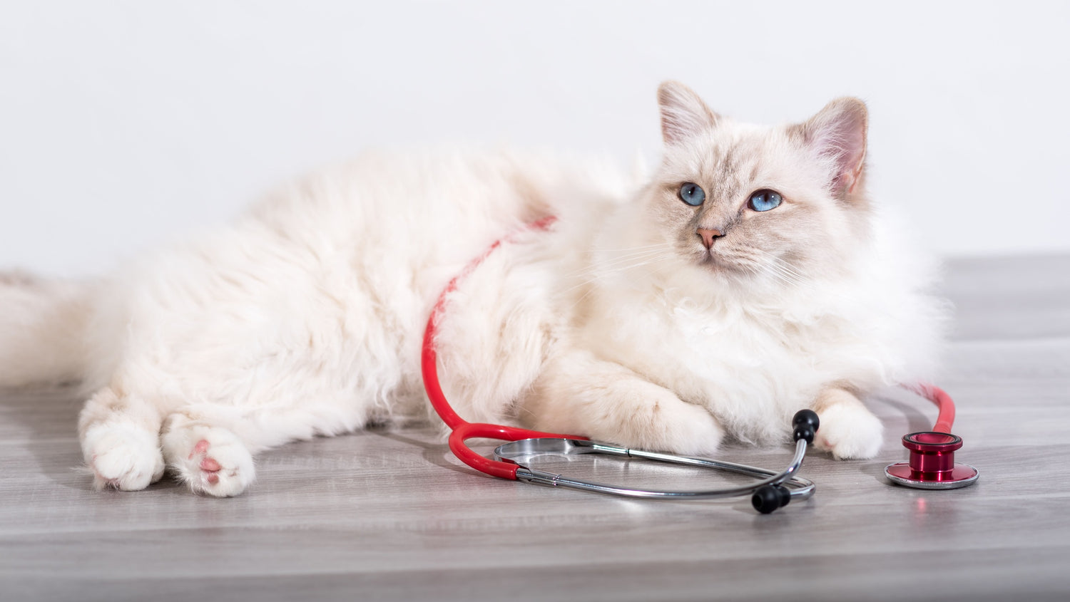 Katten apotheek
