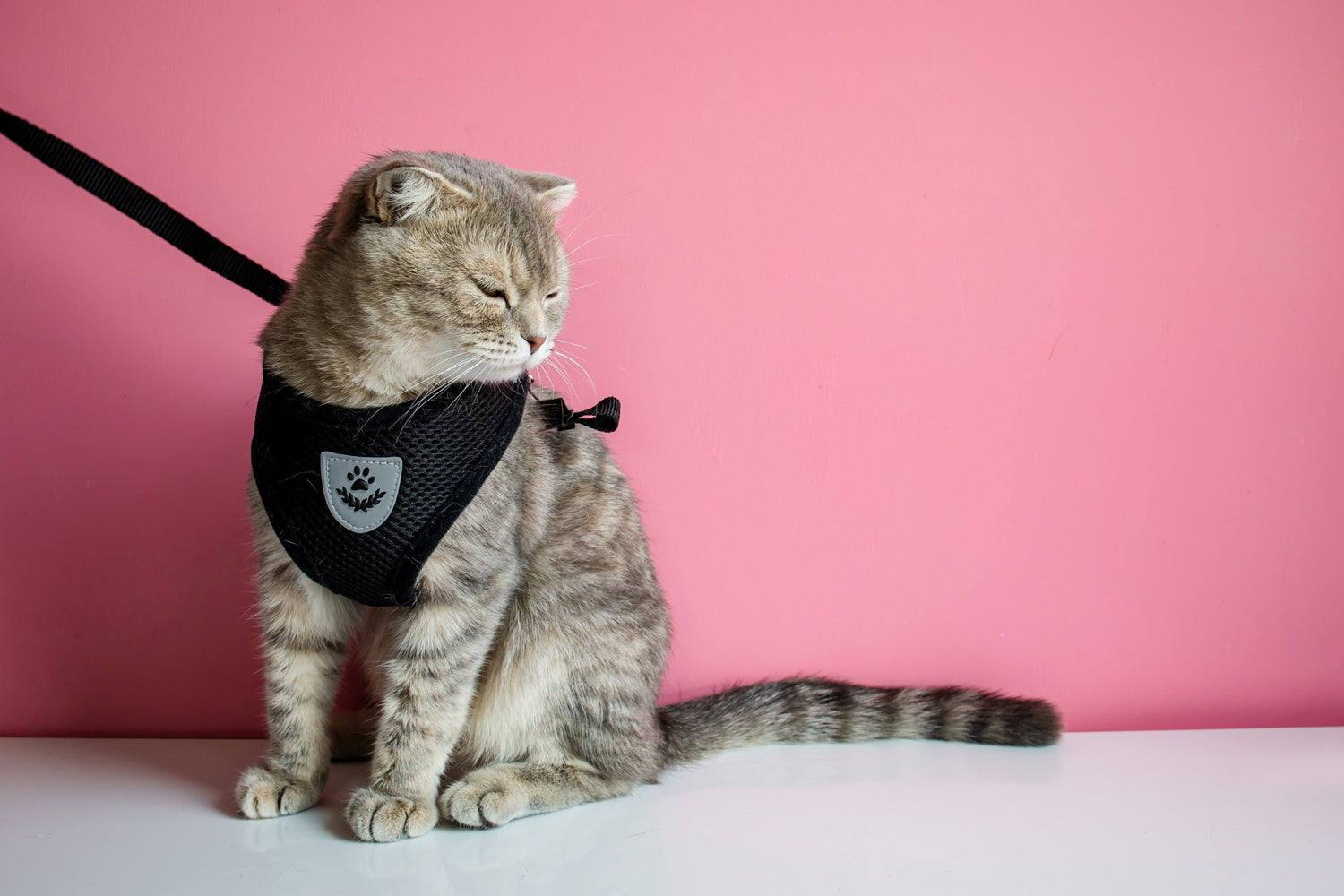 Kattentuigjes en halsbanden