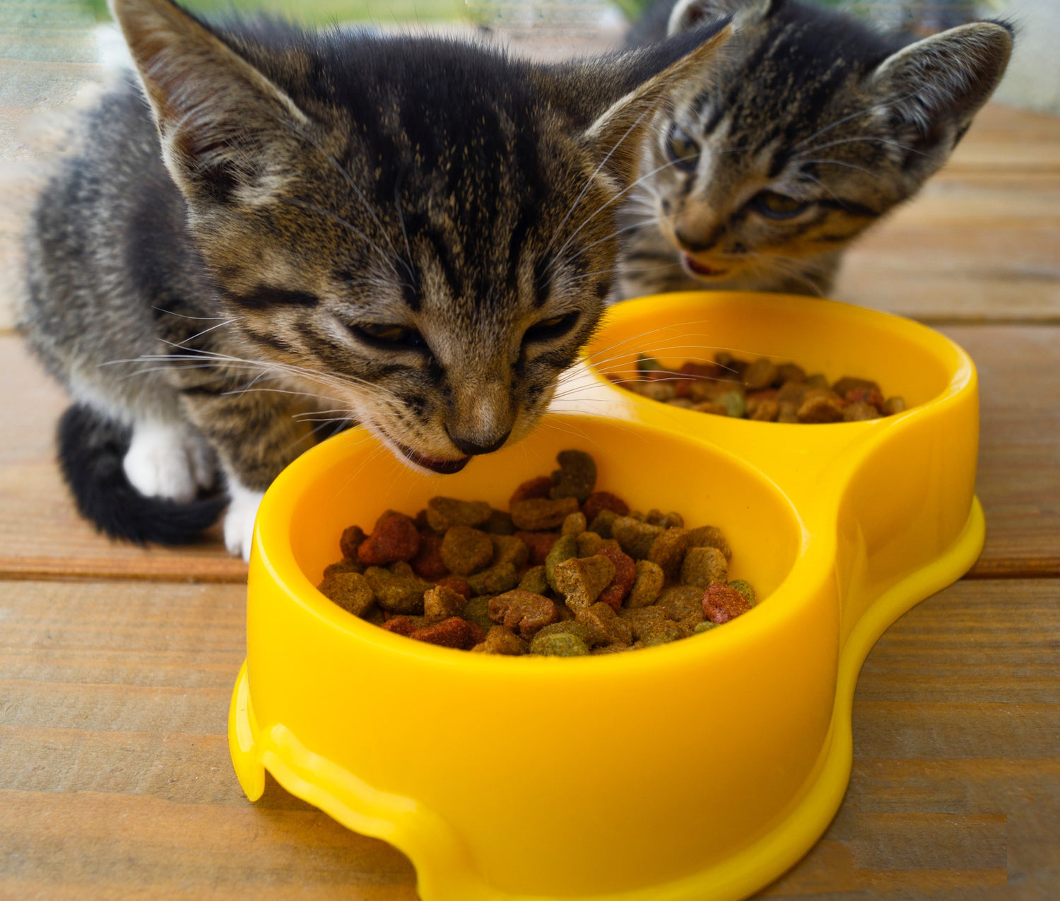 Katten voer en drinkbakken