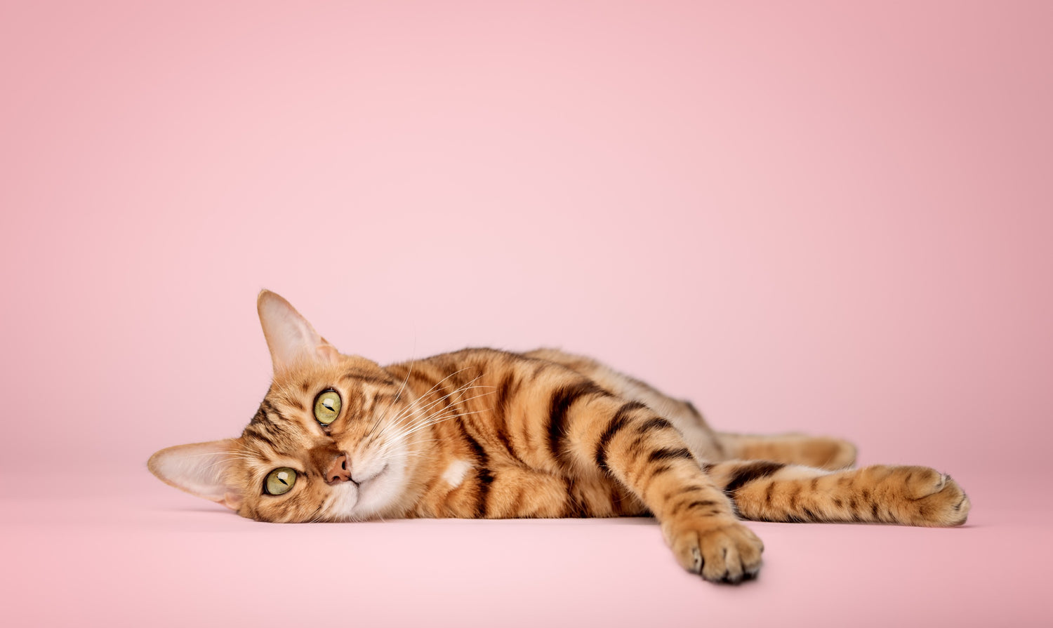 Katten