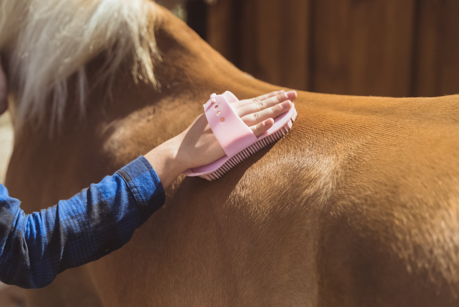 Paarden verzorging
