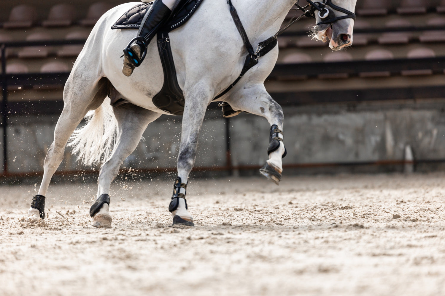 Paarden bescherming