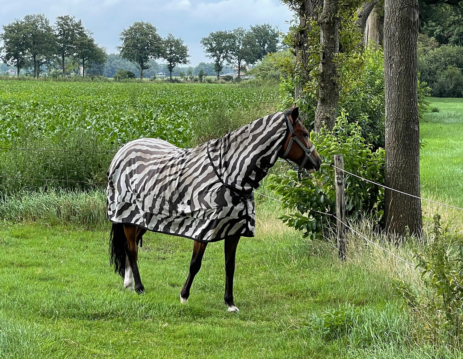 Paarden dekens