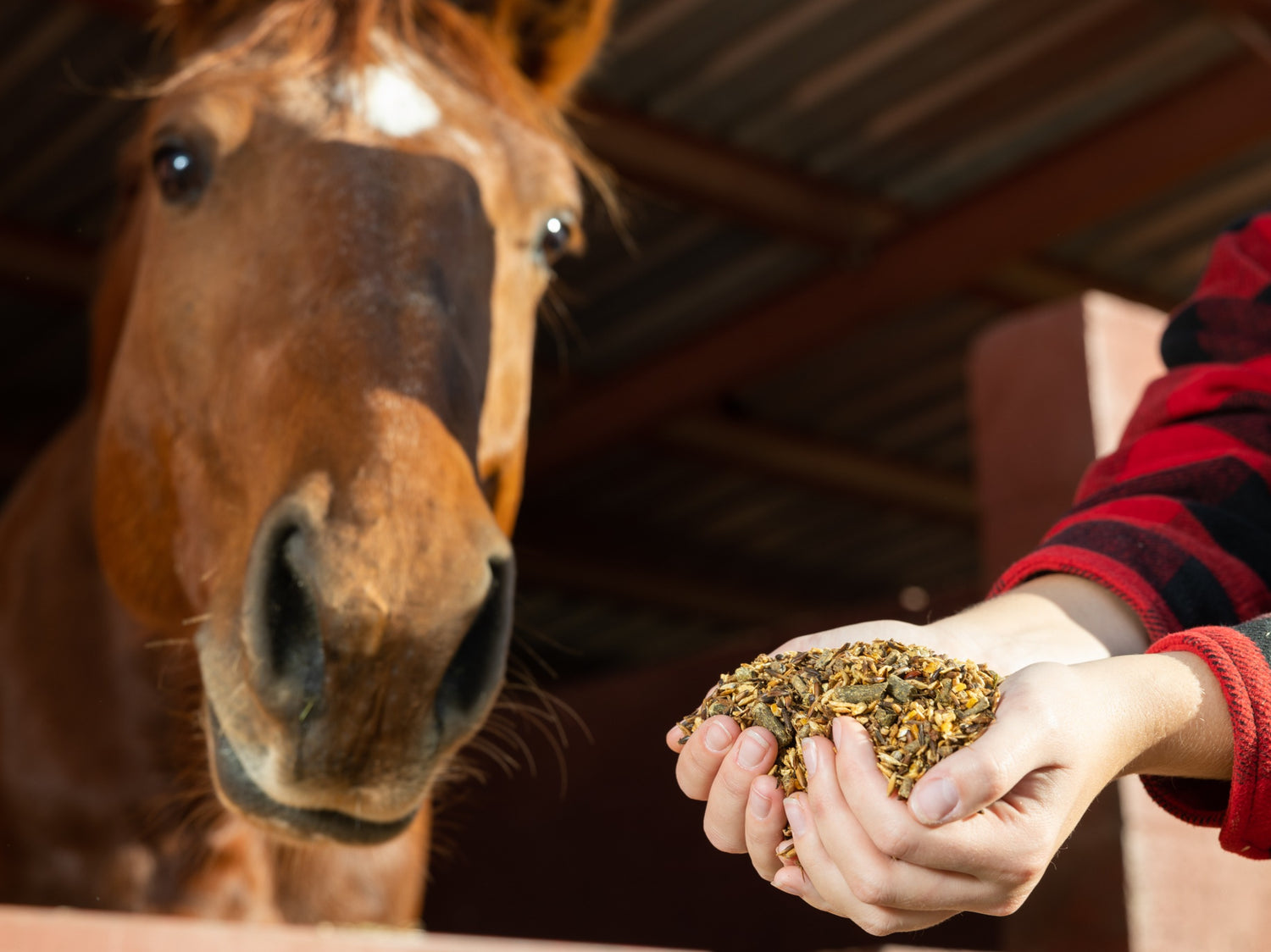 Paarden voeding