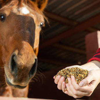 Paarden voeding