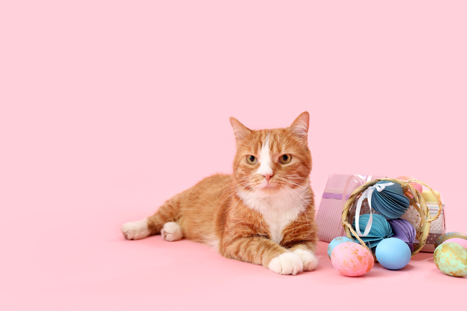 Katten speelgoed