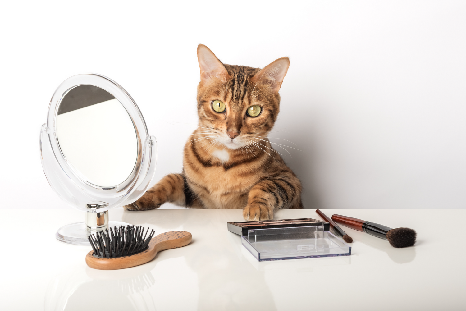 Katten verzorging