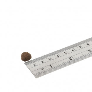 Fish4Dogs - Training Adult Superstars Sardines