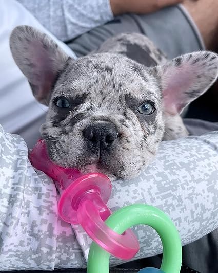 Nylabone Puppy Chew Bijtring Speen/Bot Bacon
