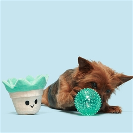 Bark Suki Succulent Vetplant In Pot Pluche Met Spikey Bal 2 In 1 22X14X13 cm