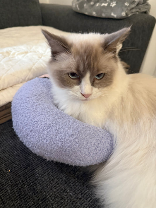 Katten kussen Moon