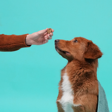 Edgard & Cooper - Biscuit Turkey