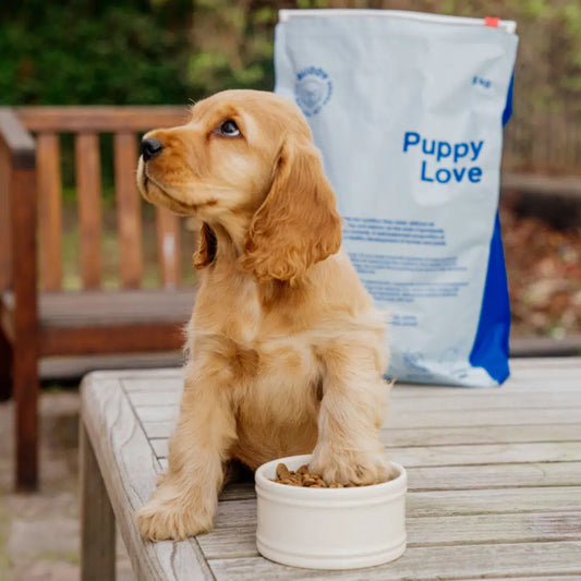 BUDDY - Puppy Love