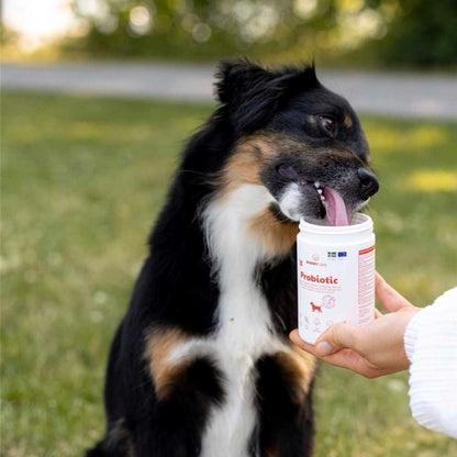 BUDDY - Care Probiotic